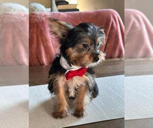 Yorkshire Terrier Puppy for Sale in TEMECULA, California USA