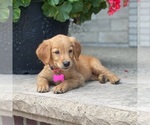 Small Photo #9 Golden Retriever Puppy For Sale in WOLCOTT, IN, USA