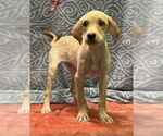 Small Labrador Retriever Mix