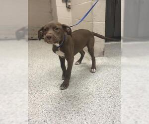Labrador Retriever Dogs for adoption in Conroe, TX, USA