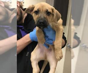 German Shepherd Dog-Unknown Mix Dogs for adoption in Conroe, TX, USA