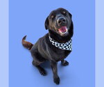 Small Labrador Retriever