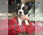 Small Photo #2 Saint Bernard Puppy For Sale in ANTWERP, NY, USA