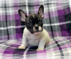 French Bulldog Puppy for sale in LAKELAND, FL, USA