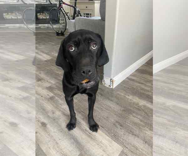 Medium Photo #6 Labrador Retriever-Unknown Mix Puppy For Sale in San Diego, CA, USA