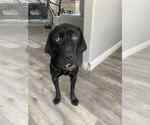 Small #5 Labrador Retriever Mix