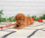 Small Labrador Retriever