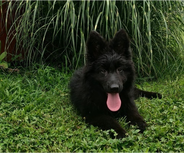 Medium Photo #2 German Shepherd Dog Puppy For Sale in COUCH, MO, USA
