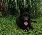 Small #1 German Shepherd Dog