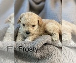 Puppy 3 Goldendoodle-Poodle (Toy) Mix