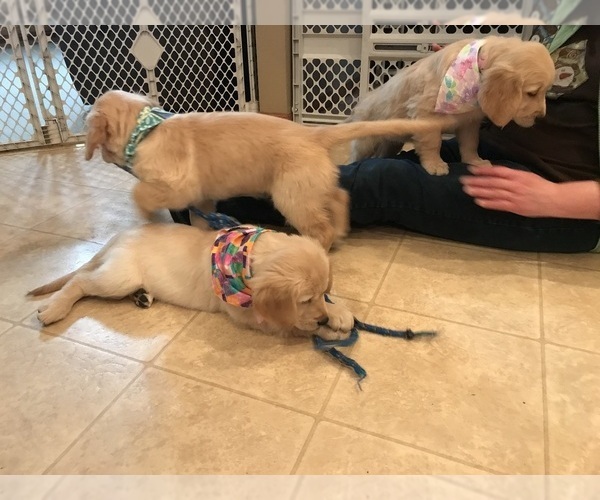 Medium Photo #34 Golden Retriever Puppy For Sale in WEBSTER CITY, IA, USA