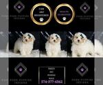 Small Photo #6 Poodle (Miniature) Puppy For Sale in WARSAW, IN, USA