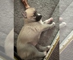 Small Photo #44 Pomsky Puppy For Sale in LOVELAND, CO, USA