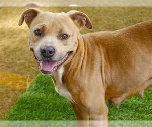 American Pit Bull Terrier-Unknown Mix Dogs for adoption in Tallahassee, FL, USA