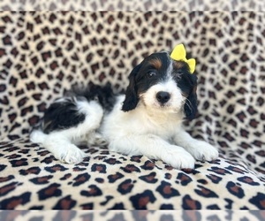 Cavapoo Puppy for sale in LAKELAND, FL, USA