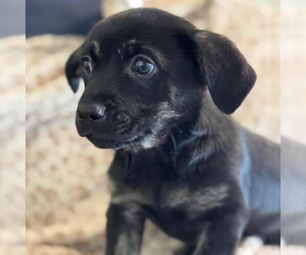 Medium Photo #6 Chiweenie Puppy For Sale in San Diego, CA, USA