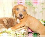 Small Photo #2 Jack Russell Terrier Puppy For Sale in HAMMOND, IN, USA