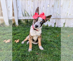 Adley Rae - Female Mutt Dog for Adoption - Photo #5