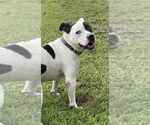 Small #11 American Pit Bull Terrier Mix