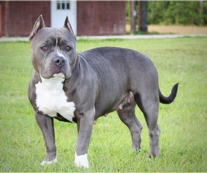 Mother of the American Bully puppies born on 05/29/2022