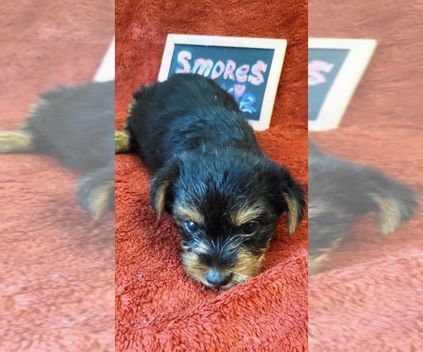 Medium Photo #2 Yorkshire Terrier Puppy For Sale in AKRON, OH, USA