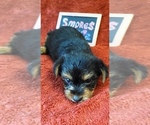 Small #1 Yorkshire Terrier