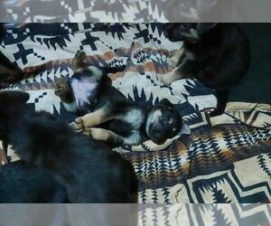 German Shepherd Dog Puppy for sale in ALHAMBRA, CA, USA
