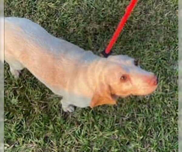 Medium Photo #9 Beagle Puppy For Sale in Dunnellon, FL, USA