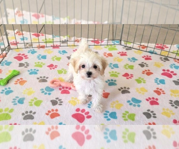 Medium Photo #2 Maltipoo (Toy) Puppy For Sale in ORO VALLEY, AZ, USA