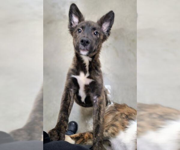 Medium Photo #3 Mutt Puppy For Sale in Mountain View, AR, USA