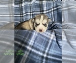 Small Photo #8 Siberian Husky Puppy For Sale in FAIRFIELD, CA, USA