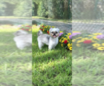 Small #7 Shih Tzu
