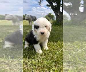 Old English Sheepdog Puppy for sale in SPRINGFIELD, IL, USA