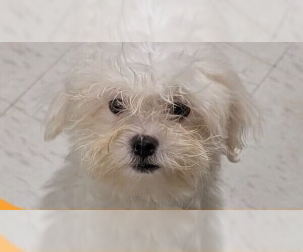 Medium Photo #1 Mutt Puppy For Sale in Caldwell, NJ, USA
