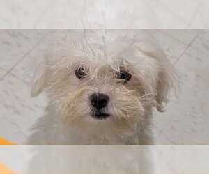 Mutt Dogs for adoption in Caldwell, NJ, USA