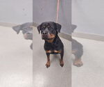 Small Rottweiler Mix