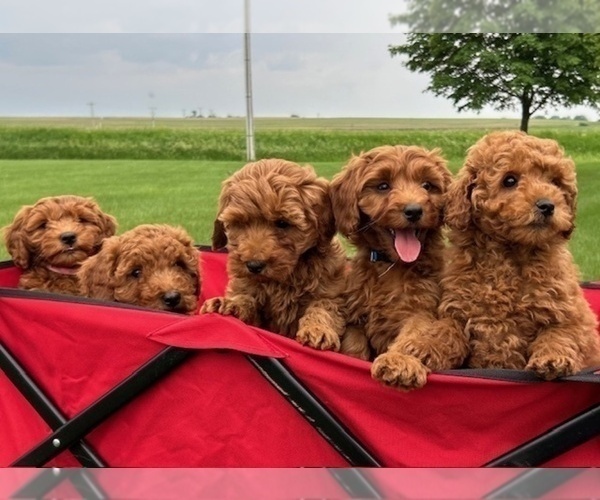 Medium Photo #7 Goldendoodle (Miniature) Puppy For Sale in HULL, IA, USA