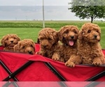 Small #6 Goldendoodle (Miniature)