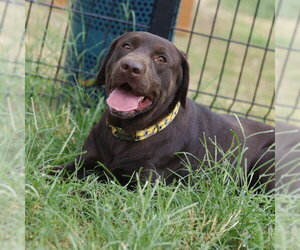 Labrador Retriever-Unknown Mix Dogs for adoption in San Antonio, TX, USA