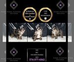 Small Photo #64 Poodle (Miniature) Puppy For Sale in WARSAW, IN, USA
