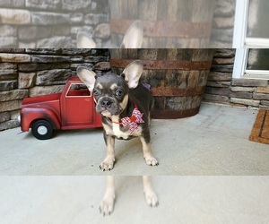 French Bulldog Puppy for sale in MARYVILLE, TN, USA