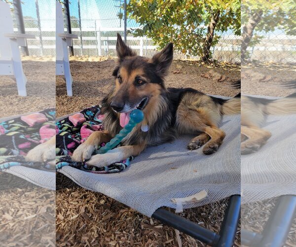 Medium Photo #3 Collie-Unknown Mix Puppy For Sale in  Ramona, CA, USA
