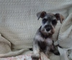 Puppy Girl1 Schnauzer (Miniature)