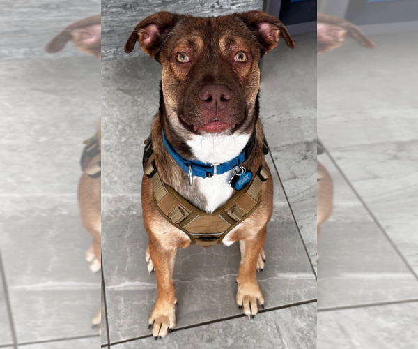 Medium Photo #1 American Pit Bull Terrier-German Shepherd Dog Mix Puppy For Sale in McKinney, TX, USA