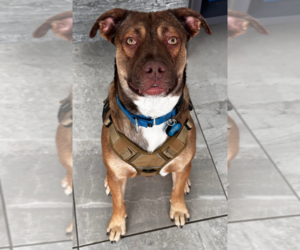 American Pit Bull Terrier-German Shepherd Dog Mix Dogs for adoption in McKinney, TX, USA