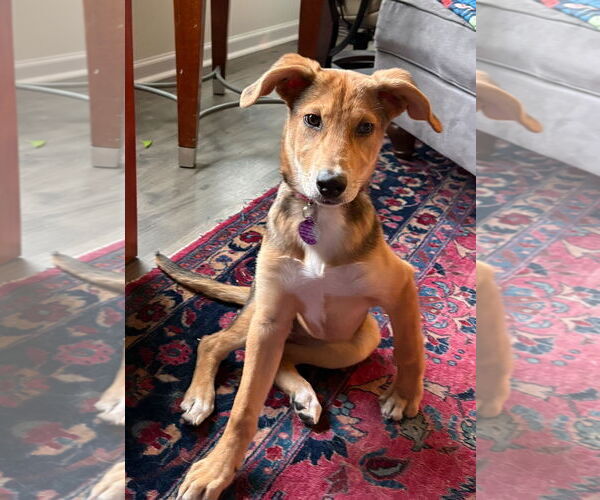 Medium Photo #2 Mutt Puppy For Sale in Cary, NC, USA