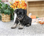 Small #4 Schnauzer (Miniature)