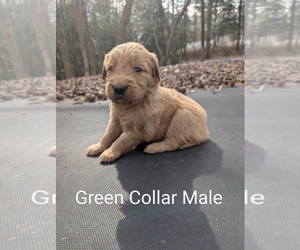 Golden Retriever Puppy for sale in RAEFORD, NC, USA