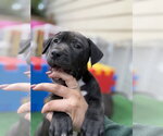 Small #7 Mutt