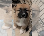Small German Shepherd Dog-Great Pyrenees Mix